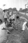 Tree planting on Dover Road 1974