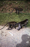 Botanical Garden Monkeys