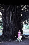 Banyan Tree at Raffles Museum