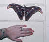 Atlas Moth.