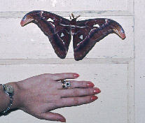 Atlas Moth
Keywords: Maurice Hann;Atlas Moth