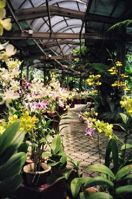 Orchid Gardens in KL
Keywords: Orchid Gardens;KL