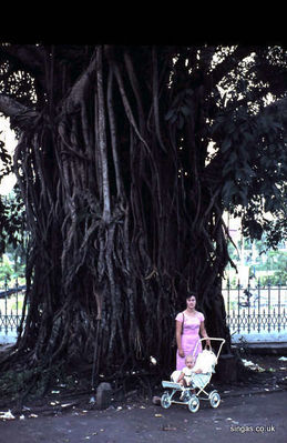 Banyan tree at Raffles Museum
Banyan tree at Raffles Museum
Keywords: Banyan tree;Raffles Museum;John Irwin