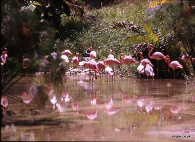 Flamingos at Jurong
Keywords: Flamingos