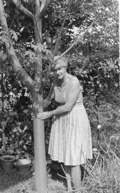 Freda Faulkner with grapefruit tree.
Keywords: Freda Faulkner;grapefruit tree