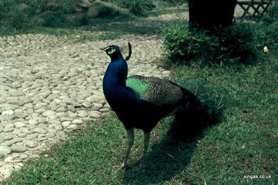 Peacock
Keywords: Peacock