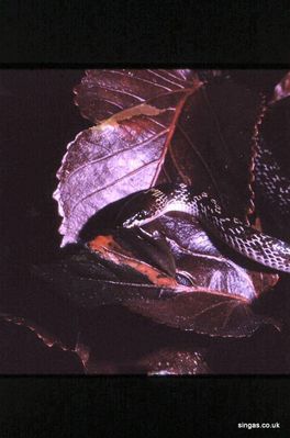 Snake on Leaf
Keywords: Snake