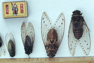 Cicadas
Keywords: Maurice Hann;Cicadas