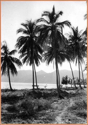 Field Trip to Pulau Tioman â€“ July 1967
General view of Pulau Tioman 1967
Keywords: Pulau Tioman;1967