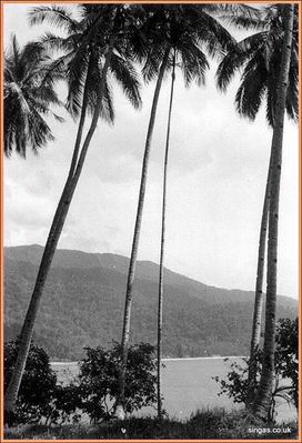 Field Trip to Pulau Tioman â€“ July 1967
More views of Tioman â€“ 1967. This is the island where South Pacific was filmed.  It is now home to Vietnamese â€˜boat peopleâ€™
