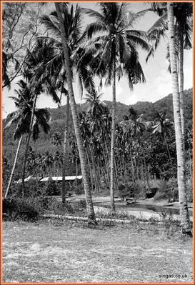 Field Trip to Pulau Tioman â€“ July 1967
Looking back towards our huts â€“ Tioman 1967
Keywords: Pulau Tioman;1967