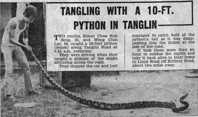 Tangling with a 10ft Python in Tanglin
Article from the Straits Times

Friday 30th May 1969
Keywords: Python;1969;Tanglin;Straits Times;Maurice Hann
