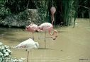 Flamingo_4.jpg