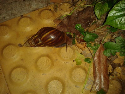 Large snail !!
