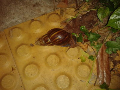 Large snail !!!
