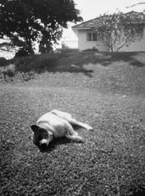 Tina our dog having a siesta in the Garden at Island View - 1969
Tina belonged to Jack and Mildred Sinton while they were in Singapore and we took the dog on when they returned to England - they had been our neighbours when we were in Dusseldorf.
