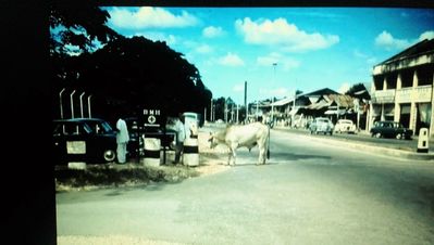 Sacred Cow visiting the BMH Alexandra - 1959/60
