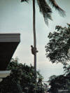 Coconut palm climber