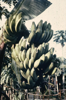 Bananas growing in a back garden.
Keywords: Maurice Hann;Bananas