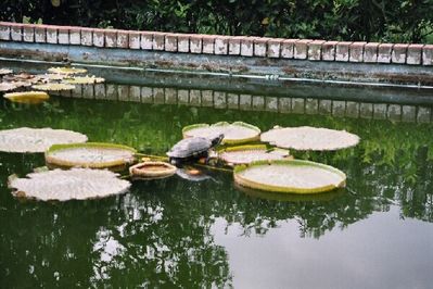 Botanic Gardens
Keywords: Botanic Gardens