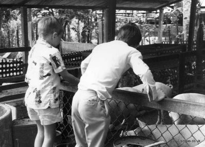 My brother and Sue's son inspecting the pigs at Sue's kampong.
Keywords: Lucy Childs;kampong