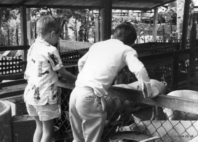 My brother and Sue's son inspecting the pigs at Sue's kampong.
Keywords: Lucy Childs;kampong