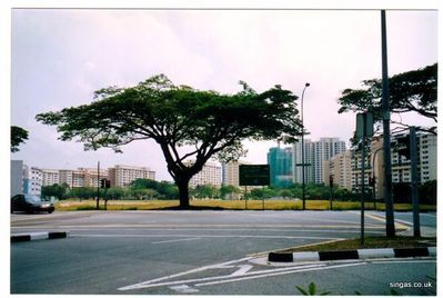 on the right of tree, was SUSSEX EST
on the right of tree, was SUSSEX EST. Singapore 2004
Keywords: Laurie Bane;SUSSEX EST;2004