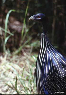 Bald Bird
Keywords: Bald Bird