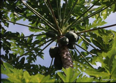 Coconuts up a Tree
Keywords: Coconuts