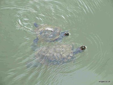 Botanic Gardens
Some of the terrapins that inhabited the lake.
Keywords: Botanic Gardens;terrapins