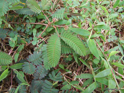 touch me not
This plant, nicknamed â€œtouch me notâ€ has leaves which folded up when touched, I found these at Pasir Ris
Keywords: touch me not;Pasir Ris;2006