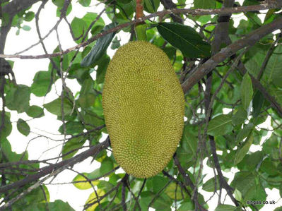 A Jack Fruit I came across at Pasir Ris MRT
A Jack Fruit I came across at Pasir Ris MRT
Keywords: Pasir Ris;MRT;Jack Fruit;2006