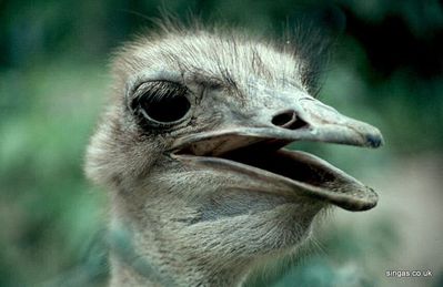 Emu Head
Keywords: Emu