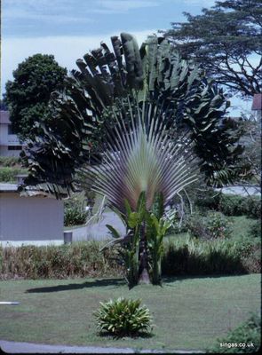 Fan Palm, Medway Park
Keywords: Fan Palm;Medway Park