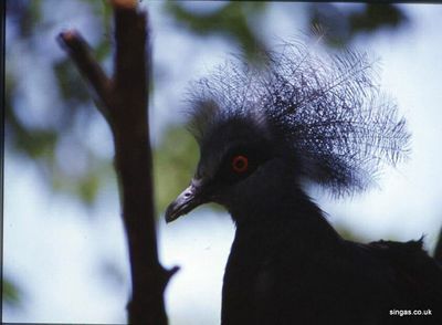 Fancy Pigeon
Keywords: Fancy Pigeon