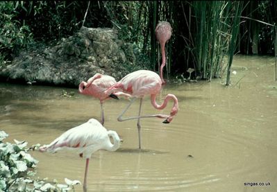 Flamingo
Keywords: Flamingos