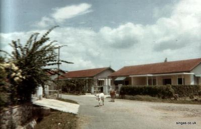 Cattle sauntering down the road!
Cattle sauntering down the road!

Jalan Malu Malu.  Sep 65
Keywords: Jalan Malu Malu;1965;John Blyth