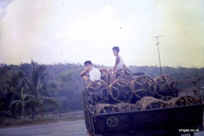 Live pigs being transported
Live pigs being transported in baskets, in Singapore.
Keywords: pigs;baskets