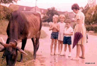 Oxen Graze At Our front Gate 1964
Keywords: Thomas Crosbie;1964;Oxen