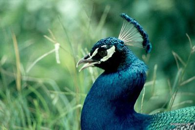 Peacock Head
Keywords: Peacock
