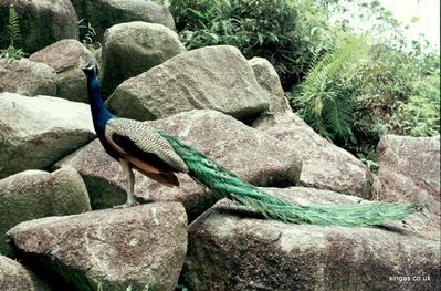 Peacock on Rocks
Keywords: Peacock