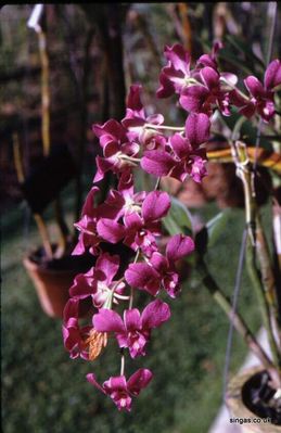 Pink Flowers
