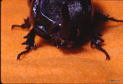 Rhinoceros Beetle
Keywords: Rhinoceros Beetle