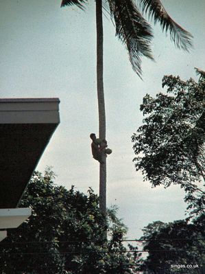 Coconut palm climber
Keywords: Changi