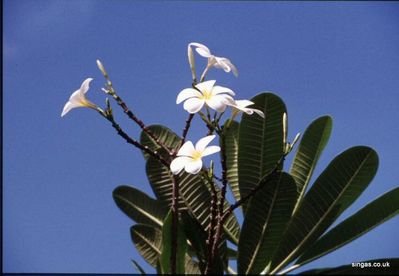 White Flowers against a Blue Sky
