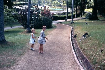  Botanical Gardens, Tanglin 1967
My daughters Chris & Carol chasing monkeys in Botanical Gardens, Tanglin 1967
Keywords: Frank Clewes;Botanical Gardens;Tanglin;1967