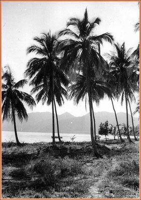 Field Trip to Pulau Tioman â€“ July 1967
General view of Pulau Tioman 1967
Keywords: Pulau Tioman;1967