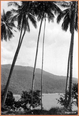 Field Trip to Pulau Tioman â€“ July 1967
More views of Tioman â€“ 1967. This is the island where South Pacific was filmed.  It is now home to Vietnamese â€˜boat peopleâ€™
