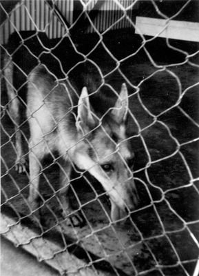 RAF Police Dog - Changi 1955
Keywords: Changi;RAF;1955;Police Dog