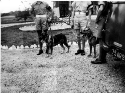 RAF Police Dog Handlers - Changi 1955
Keywords: Changi;RAF;1955;Police Dog